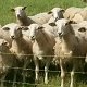 Mai 2016 Jährlinge im Fellwechsel