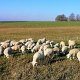 Dezember 2019 Aulämmer 