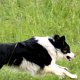 2019 Border Collie Ole