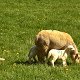 2017 Mutterschafe Ende April