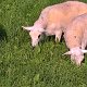 2017 Lämmer im August mit vier Monaten