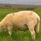 2017 Bocklamm White Dorper x Nolana