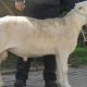 Jungbock Nemo (11 Monate, 96 Kg)